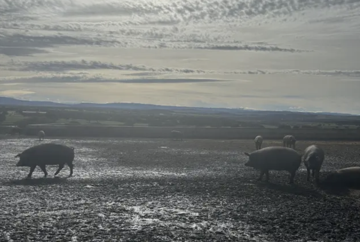 cerdos ibericos